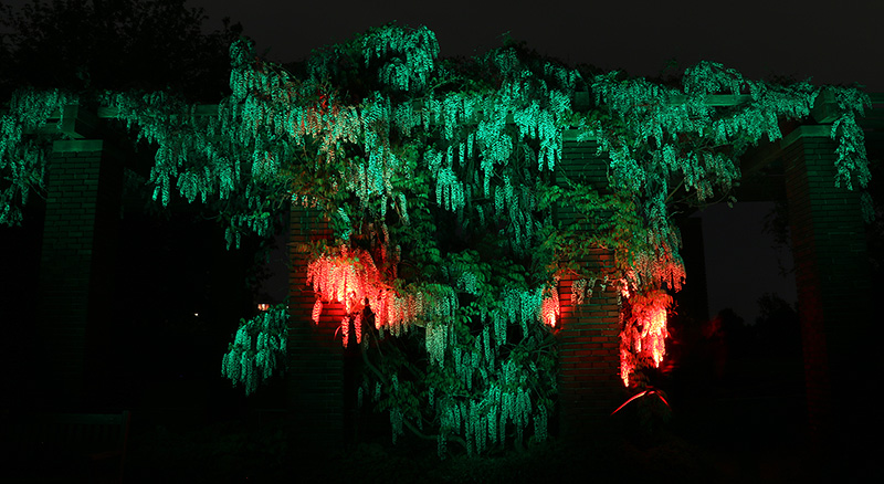 Wisteria on Fire (Header)