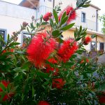 Strange Flowers
