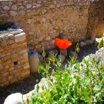 Mohn