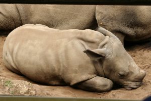 Baby Rhino