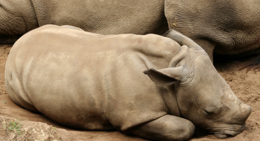 Baby Rhino