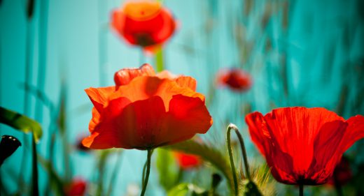 Poppy and sky