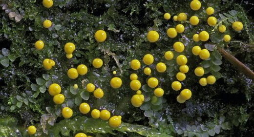 fungus or myxomycete