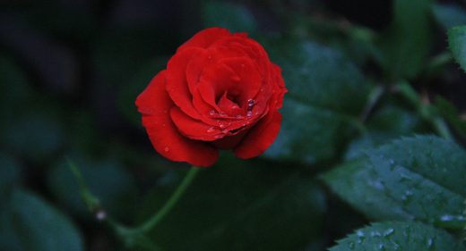 Raindrops