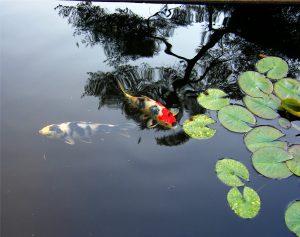 Koi and Reflection