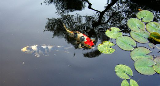 Koi and Reflection
