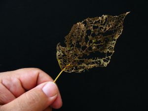 Japanese beetle damage