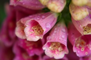 Foxglove Macro