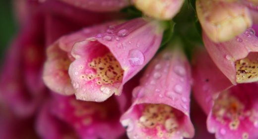 Foxglove Macro