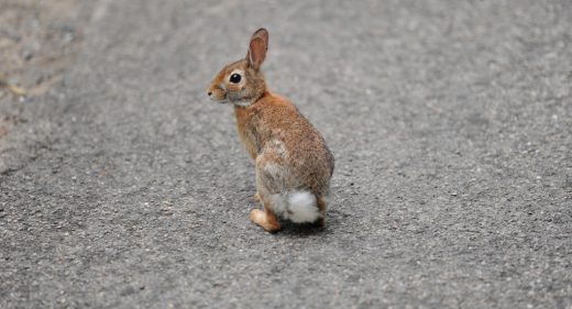 Kaninchen