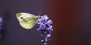 Schmetterling
