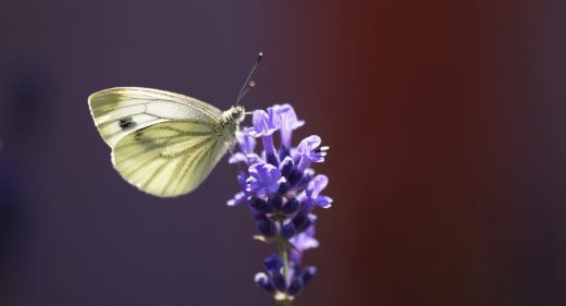 Schmetterling