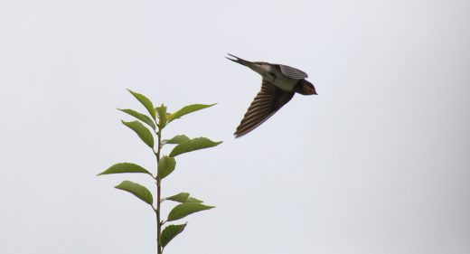 young swallow fly