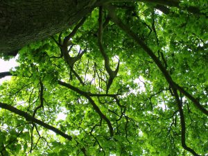 Sycamore Tree Canopy