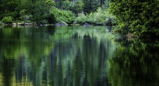 Green Dream