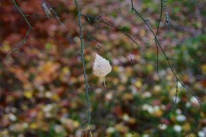 Magie des Herbstes