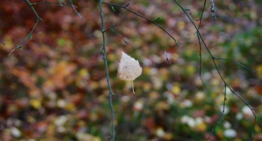 Magie des Herbstes