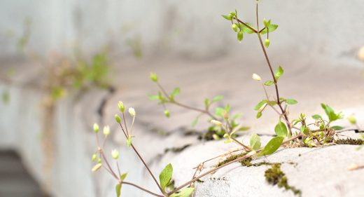 Urban Growth 1