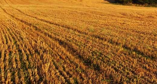 Stubble field