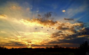 Migration