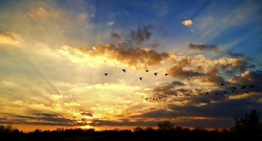 Migration