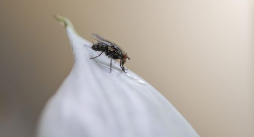 Stubenfliege