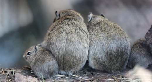 Mäuschen Familie