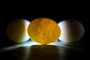 world egg