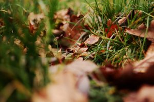 Fall