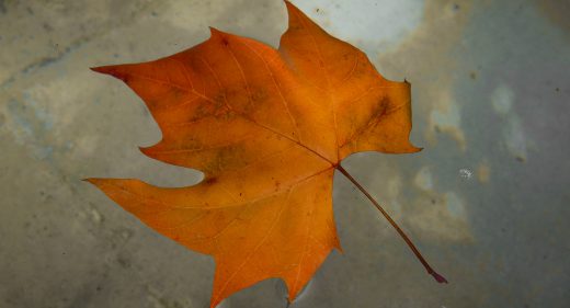 Autumn