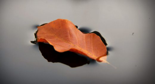 IMG_8198_2