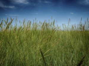 Peering Through The Long Grass