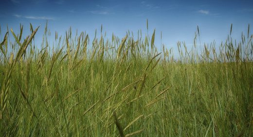 Peering Through The Long Grass