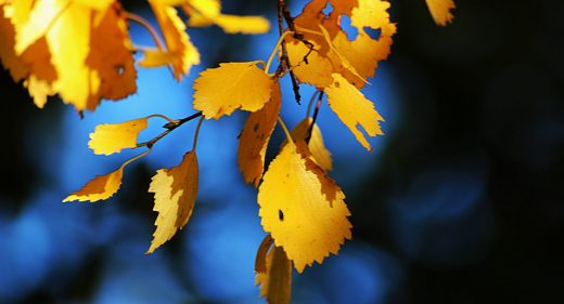 Colors of Autumn