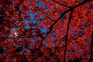 DSCF7670