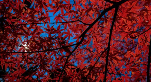 DSCF7670