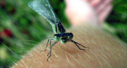 Libelle auf meinem Arm