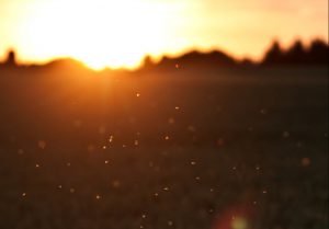 Swarming Insects in the days last rays