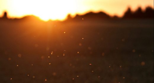 Swarming Insects in the days last rays