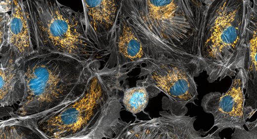 Golden mitochondria