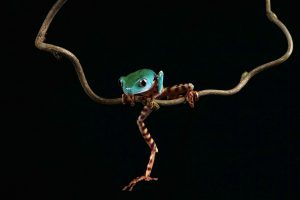 The acrobat