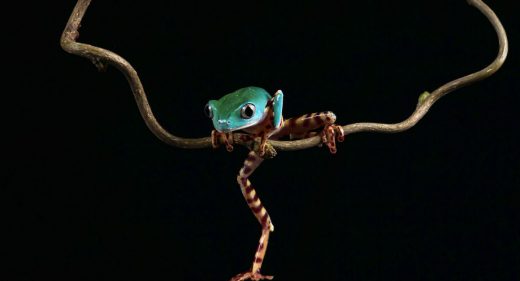 The acrobat