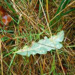 Blatt und Tau