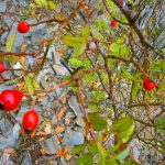 Hagebutten und Schieferstein