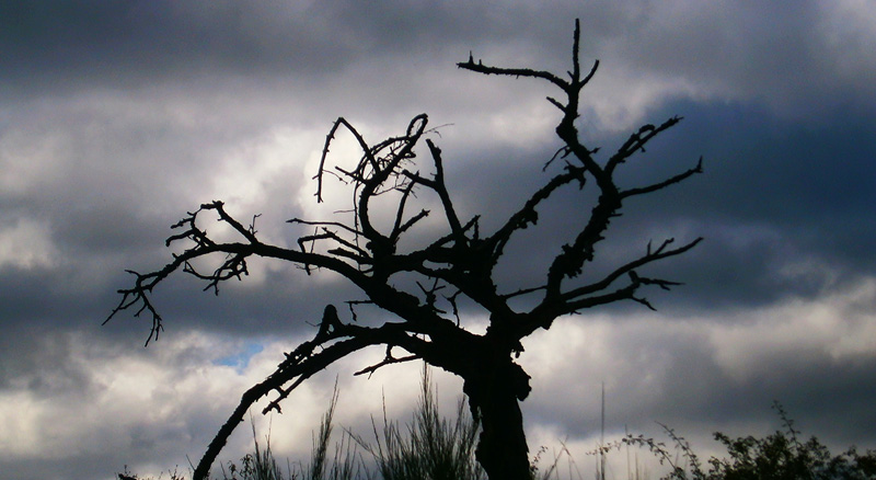 Rheinsteig Header 02