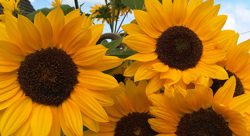 Rheinsteig Header 04
