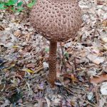 Pilz