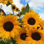 Sonnenblume