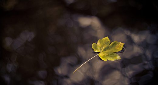 Fallen leaf