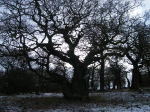 Ancient oak